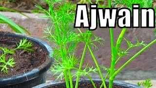 718 how to grow ajwain from seeds  first video on youtube with result Urduhindi [upl. by Alexine]