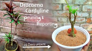 Dracaena Cordyline plant pruning amp reporting Hindi video 🌱🌱 [upl. by Oakman]