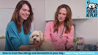 Flea allergy dermatitis in dogs  How to detect and treat it  S6 Ep6  Pooches at Play [upl. by Llertak]