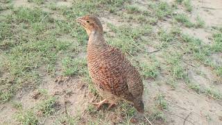 francolin tituur voice partridge titer soundpheasant video [upl. by Aicatsan]