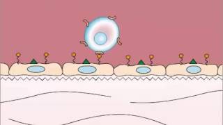 Adhesion in Leukocyte Extravasation [upl. by Volney]