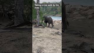 Majete Elephant 🐘 going for a leisurely stroll 🐘 majete elephants nature wildlife malawi [upl. by Delainey105]