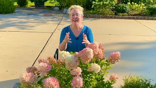 Panicle Hydrangeas Not Turning Pink Two Reasons Why Little Lime Punch Example [upl. by Cassy]