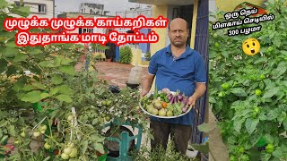 💯 successful maadi thottam மாடித்தோட்டம்னா இப்படி இருக்கனும் garden maadithottam மாடிதோட்டம் [upl. by Yeclek]