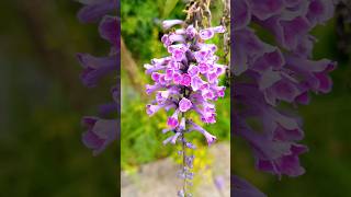 Butterfly bushes  Buddleja japonica flowersshortspurpleflowerjapan [upl. by Eenad478]