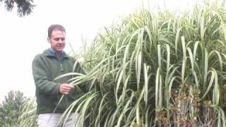 Ornamental Grasses [upl. by Nylevol]