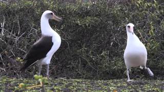 Laysan albatross Kaena Point Oahu Hawaii [upl. by Mayram]