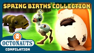 Octonauts  🌼 MEGA Spring Births Collection 🐣  3 Hours Easter Special Full Episodes Marathon [upl. by Yelram828]