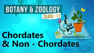 Chordates amp Non  Chordates  Kingdom Animalia  Biology Class 11 [upl. by Fortune862]