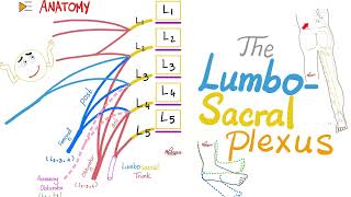 The Lumbosacral Plexus  Anatomy Series [upl. by Annahsar]