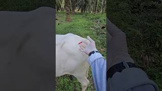 Injection lagane ka proper tarika 💉 veterinary cow veterinary shorts short [upl. by Erbe251]