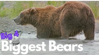 Bear Size Showdown From Smallest to Largest [upl. by Enedan]