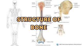 Exploring the Anatomy and Structural Components of Bones [upl. by Mahtal]