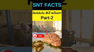 ⚡Braineating amoeba Part2 facts interstingfactsintelugu telugufacts amazingfacts [upl. by Nwahsaj157]