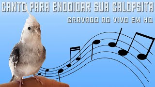 Calopsita cantando para estímular fêmeas e machos ao acasalamento gravado ao vivo em HQ [upl. by Cadal496]