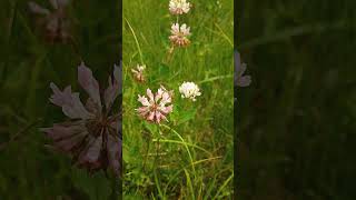 Koniczyna białoróżowa Trifolium hybridum [upl. by Juana]