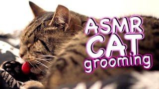 ASMR Cat  Grooming 23 [upl. by Ahtilat]