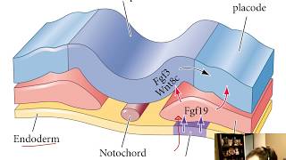 Ectodermal Placodes and the Epidermis Chapter 16 [upl. by Redd]