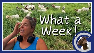 Hernia Surgery Pyoderma amp A Lost Dog  Vlog 11  Goat Hernia Canine Hot Spots Meat Goat Farming [upl. by Atelahs]