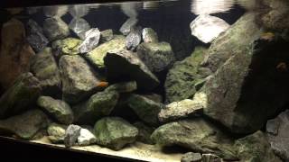 My Tanganyika Aquarium [upl. by Dent]