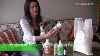 Natural Flea Control and Treatment For Dogs [upl. by Jeffie]