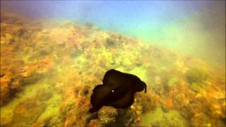 Aplysia fasciata swimming [upl. by Anavahs173]