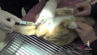 Feline Urethral Obstruction FUO  How to unblock a cat  VETgirl Veterinary CE Videos [upl. by Osher475]