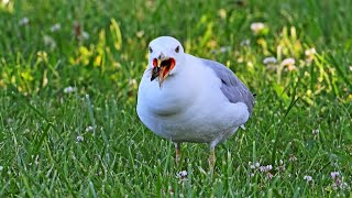 Larus delawarensis RINGBILLED GULL feast on cicadas 9088763 [upl. by Sumaes]