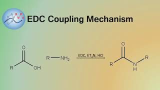 EDC Coupling Mechanism  Organic Chemistry [upl. by Ynnahc589]