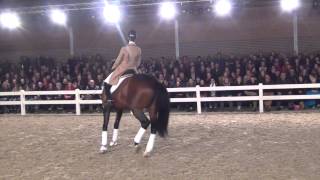 Bojengel kwpn  Uptown X Gribaldi  Stallion Show Van Uytert 2014 [upl. by Hardie]