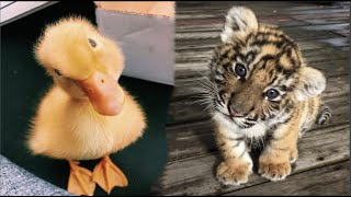 Cute Baby Animals Videos Compilation  Funny and Cute Moment of the Animals 30  Cutest Animals [upl. by Malarkey837]