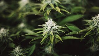 TilrayAphria deal approved in cannabis megamerger [upl. by Lothar]