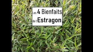 Les bienfaits de lEstragon [upl. by Naejamron]