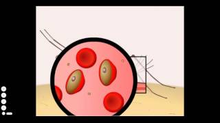 Malaria Life Cycle [upl. by Sialac]