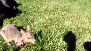 Pet Patagonian Mara with 5 12 month old Cane Corso [upl. by Klayman776]