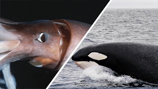 Orca Vs Riesenkalmar  Wer Würde Gewinnen  Dokumentation [upl. by Carmencita]