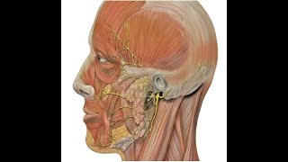 ANATOMIE FMPM ANATOMIE DU NERF FACIAL [upl. by Ttnerb]