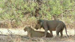 Löwen beim Akt der Fortpflanzung mating lions [upl. by Eneres52]