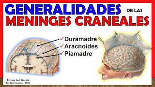 🥇MENINGES CRANEALES  Generalidades Duramadre Aracnoides Piamadre ¡Explicación Sencilla [upl. by Akienahs490]