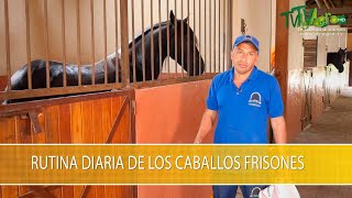 Rutina Diaria de los Caballos Frisones TvAgro por Juan Gonzalo Angel Restrepo [upl. by Hoffmann]