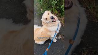 This Dog Does So Many Things That Stress Me Out dog goldenretriever shorts [upl. by Melosa121]