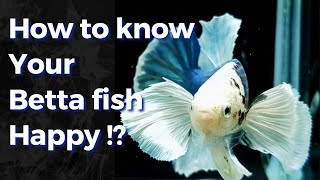 10 Signs of Happy Betta fish [upl. by Fretwell]