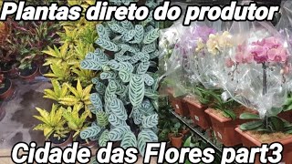 Muitas plantas em um único Lugar Folhagens  Flores  Suculentas [upl. by Muire]