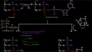 Glycerophospholipid Synthesis Part 4 of 4  Eukaryotes [upl. by Odrareve]