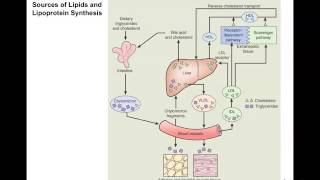 Hyperlipidemia at home Lecture [upl. by Vitus]