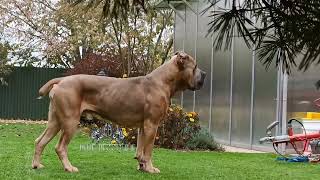 Pabloformentinoblue fawn Cane Corso Stud [upl. by Zinck]