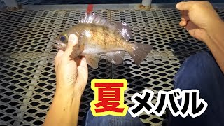 【とっとパーク小島】夏メバル‼️いつまで釣れてくれるのか⁉️ [upl. by Madeleine947]