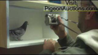 Racing Pigeons  Pigeon Auctions Taking Photos Tutorial One [upl. by Torrell258]