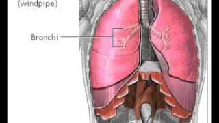 How Do We Breathe Animation  How Do the Lungs Work Video  Respiratory System Process of Breathing [upl. by Eyt738]