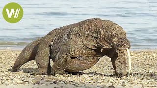 Der Komodowaran  riesige Giftschlange auf Beinen Tierdokumentation in HD [upl. by Blake]